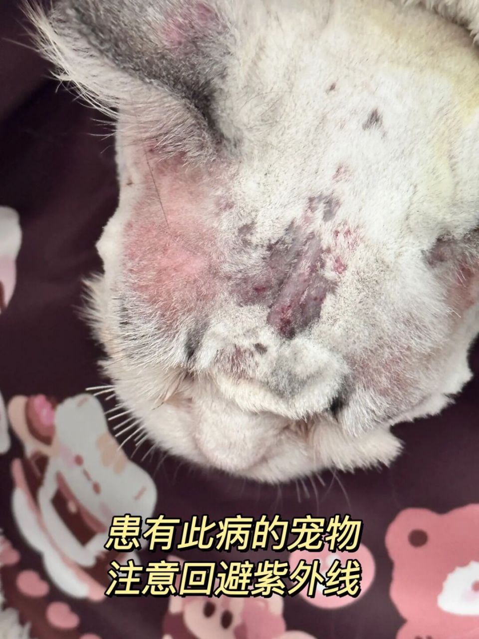 宠物罕见皮肤病 | 犬猫落叶型天疱疮pf 这属于自体免疫性皮肤病,不