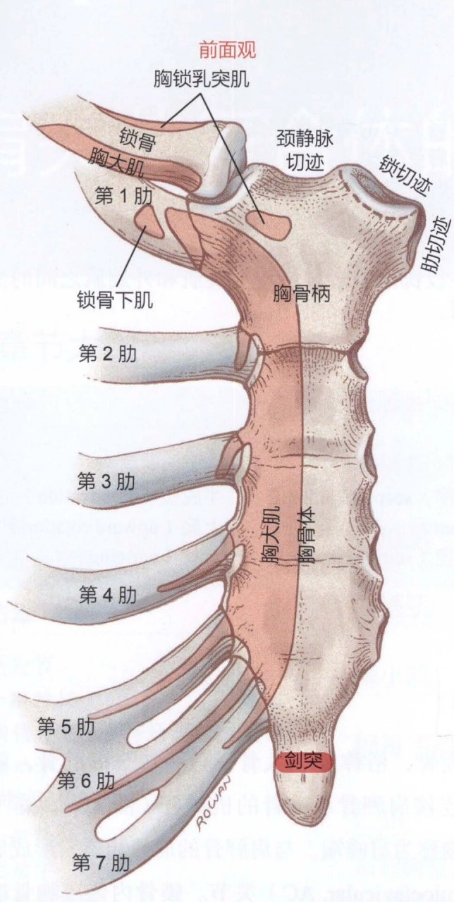 什么是剑突图片图片