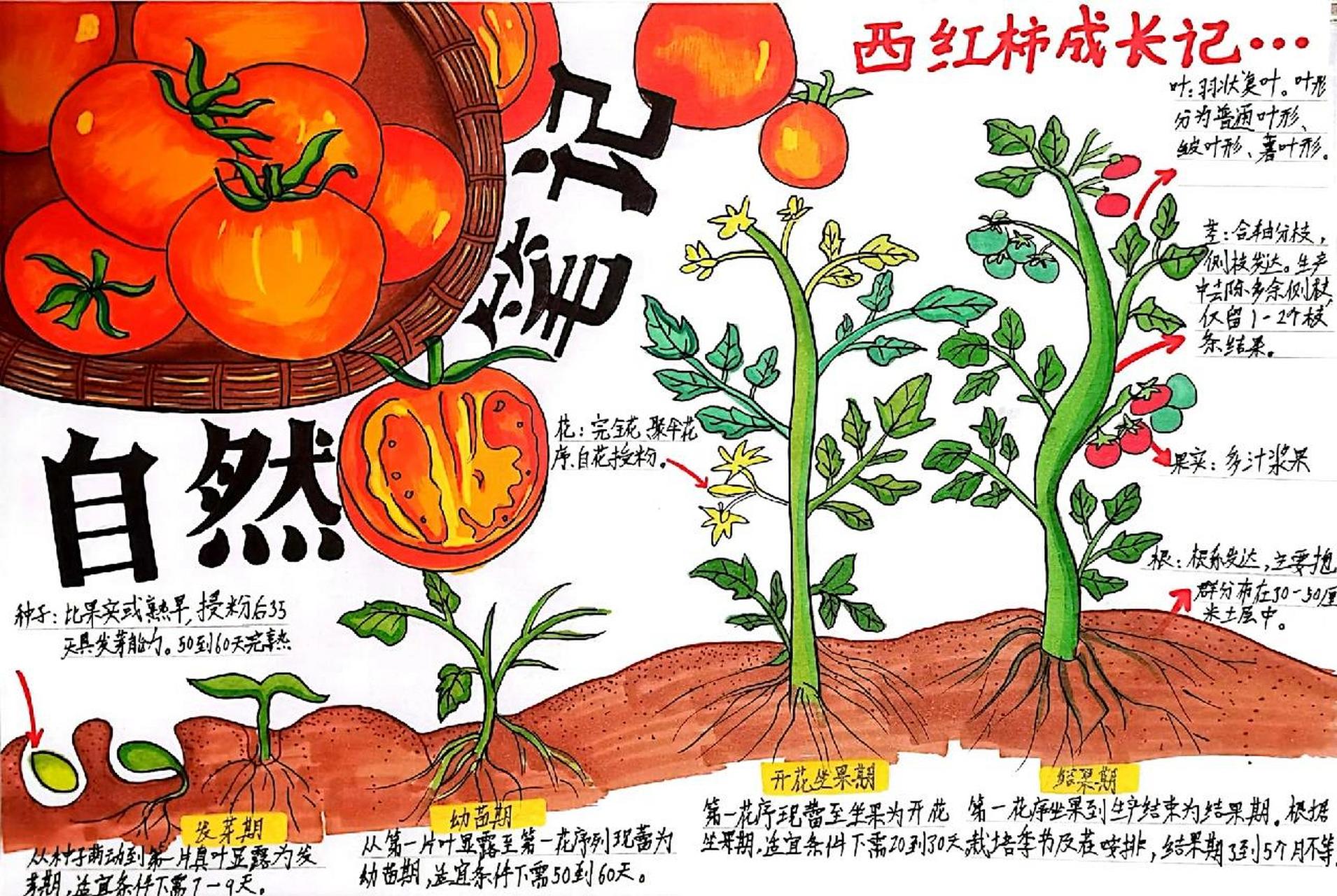 自然笔记—西红柿生长笔记 西红柿生长笔记  临摹作品    需要临摹可