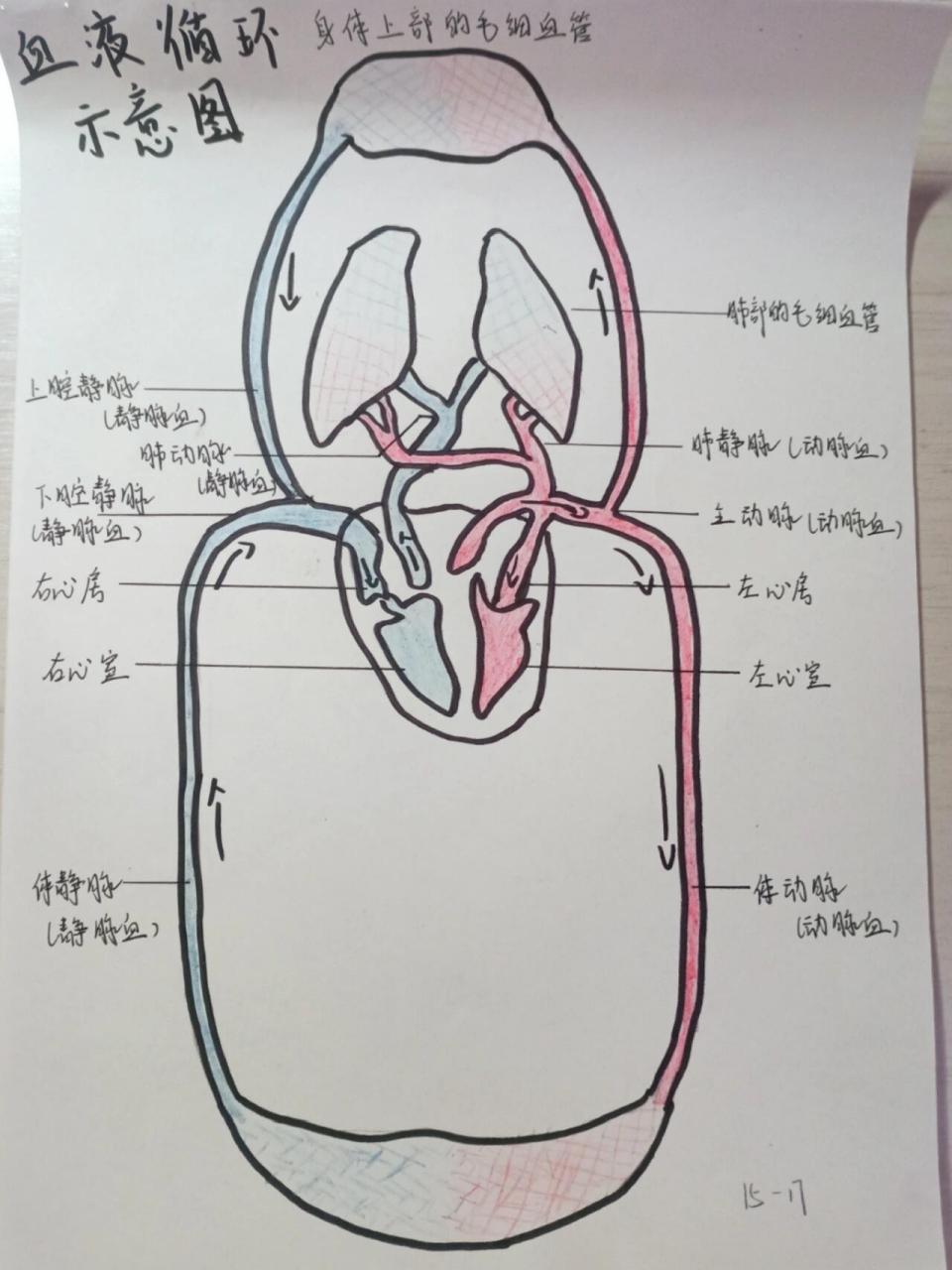 生物上册血液循环示意图 希望你们用的到啦