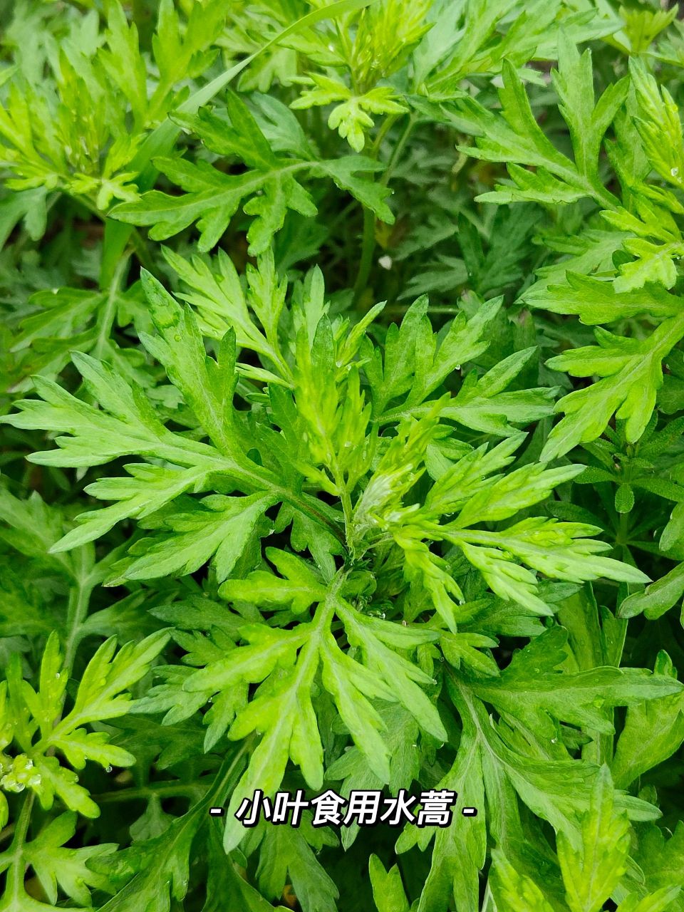 大叶67药用艾草,食用水蒿别搞错了哈.