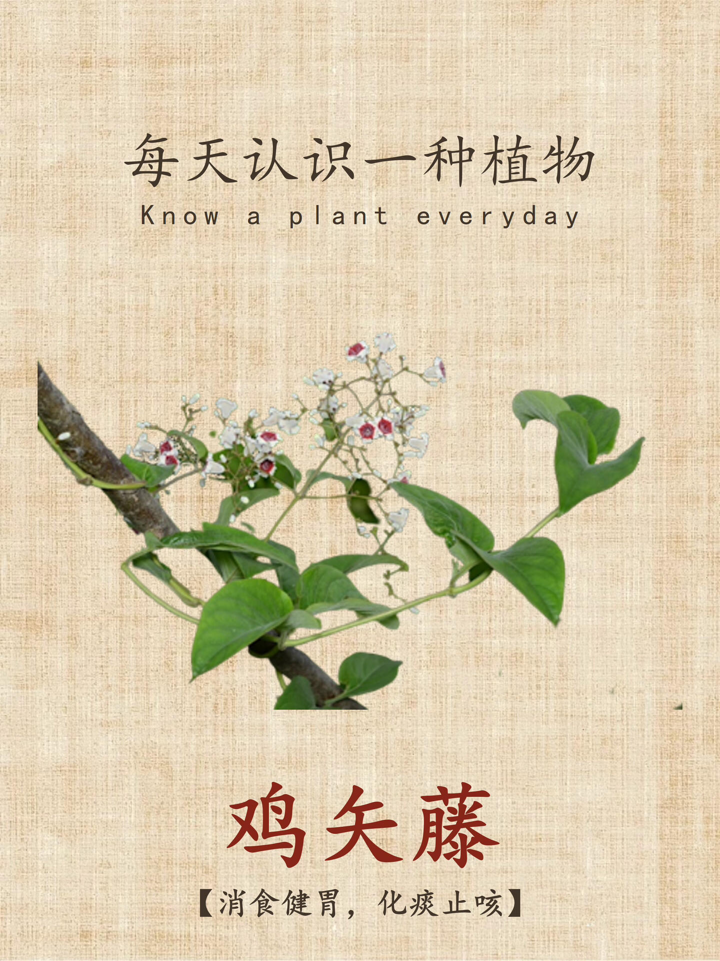 1,别名:鸡屎藤,牛皮冻,解署藤,狗屁藤 22,性味归经:味甘,微苦,药衅浇