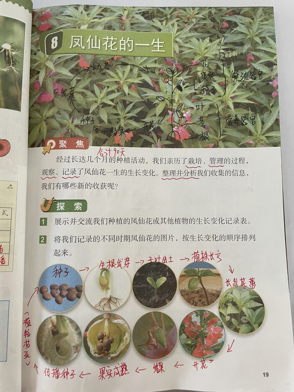 备课|科学四下|1-8凤仙花的一生