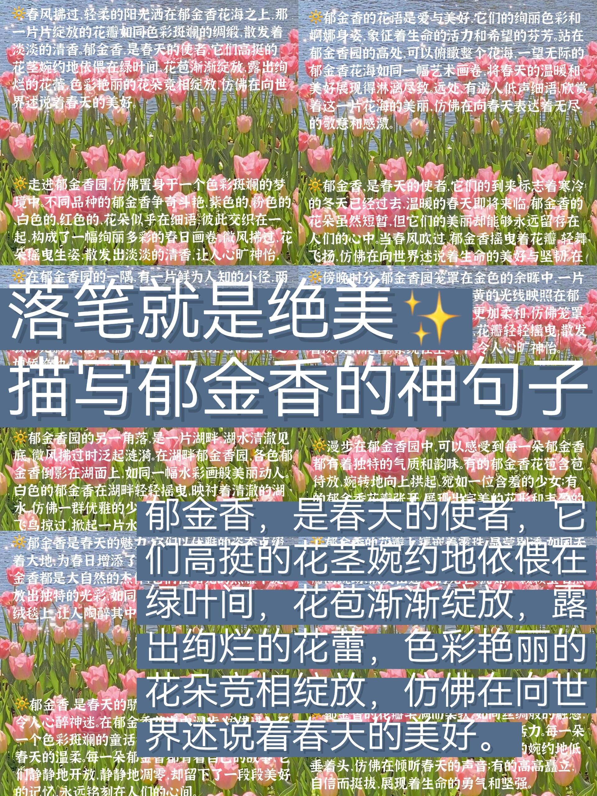 玫瑰花的花瓣作文图片