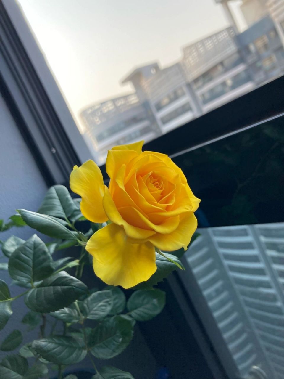 苏格兰黄油月季