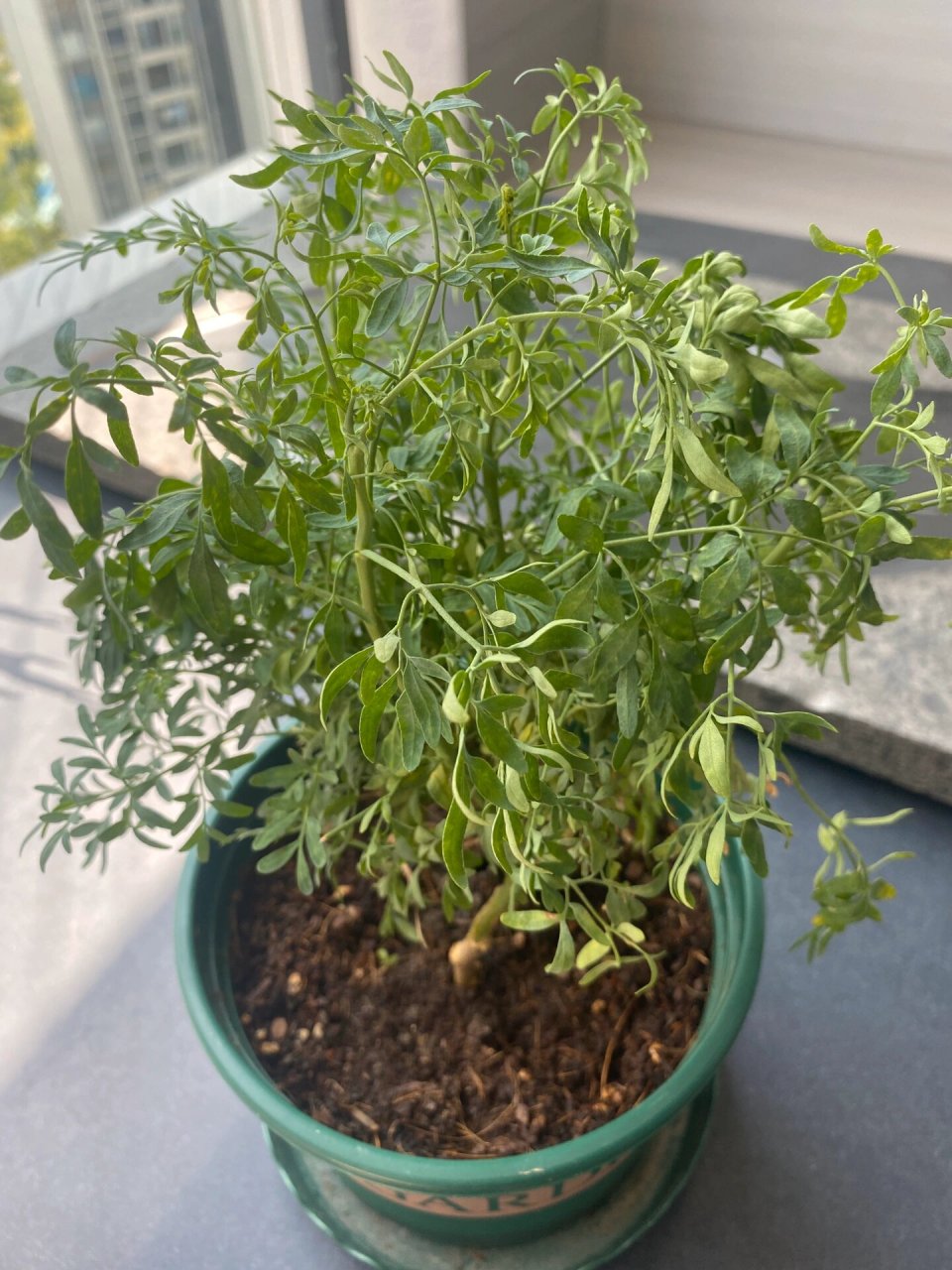 臭草(芸香草)怎样养活的?