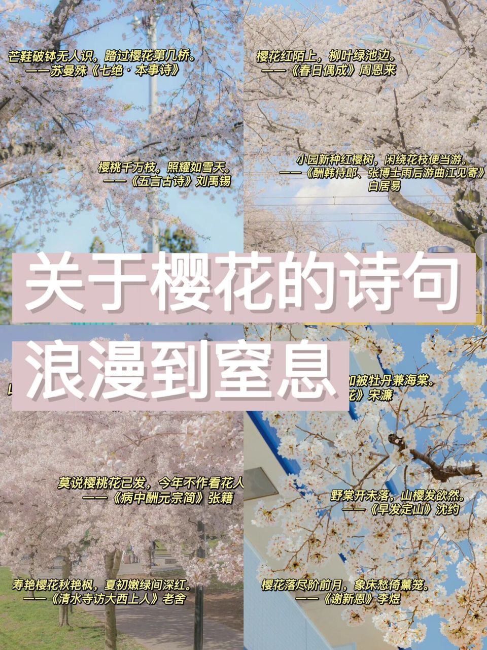 樱花花语唯美句子图片