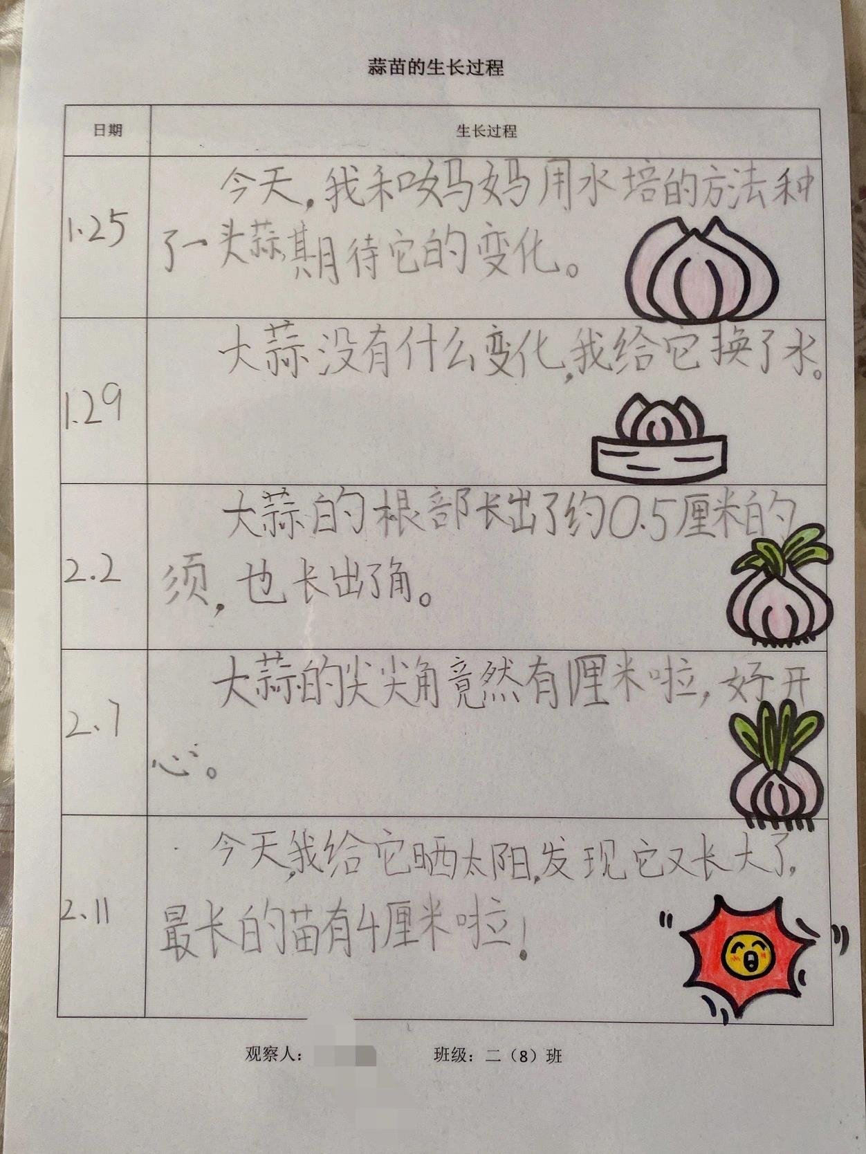 观察大蒜生长日记4篇,每一篇350个字(观察大蒜生长日记4篇,每一篇350个字怎么写)