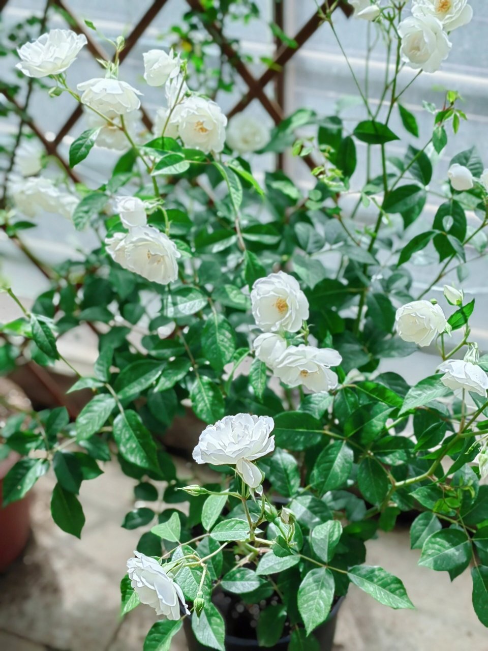 直立冰山月季 仙到每天都想给它拍照