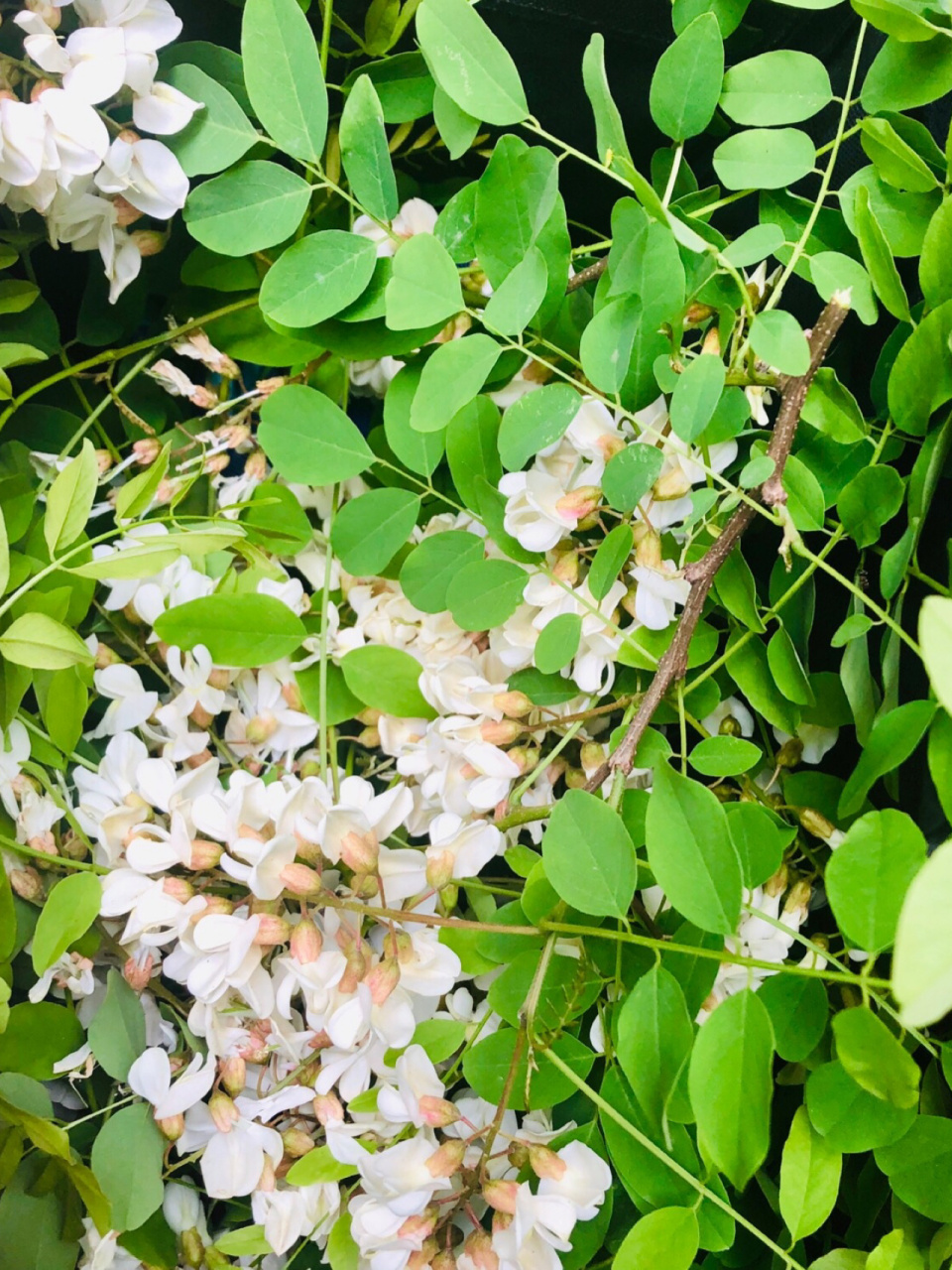 关于洋槐(刺槐)花的做法 解锁洋槐花的各种吃法 未开或者半开的洋槐花