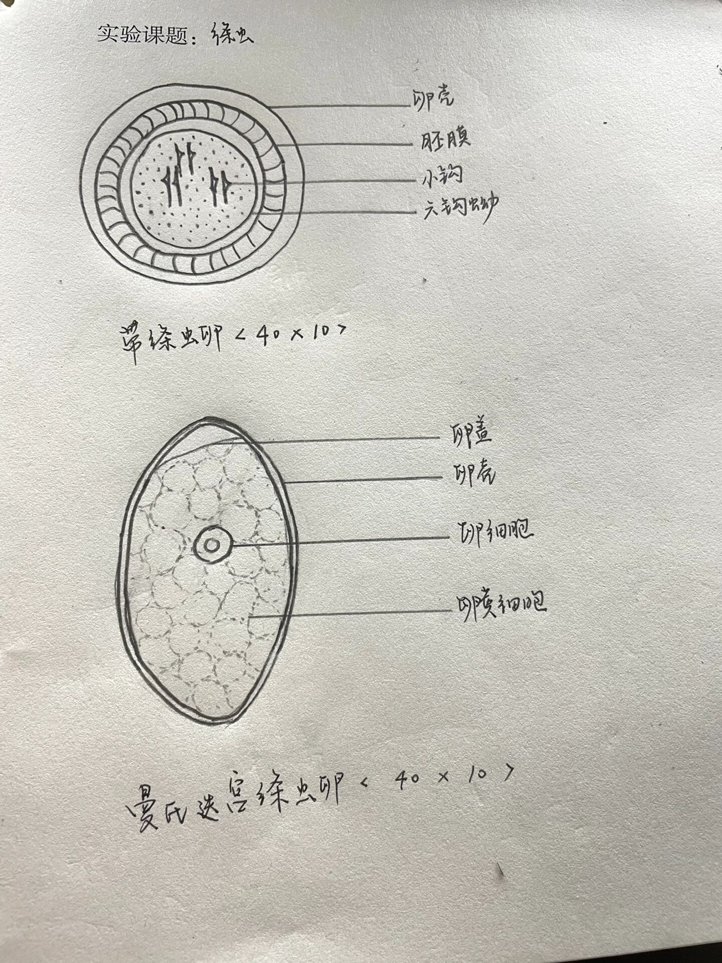 壳薄,卵盖,卵黄细胞,卵细胞) p2 带绦虫卵镜下 p2曼氏迭宫虫卵镜下