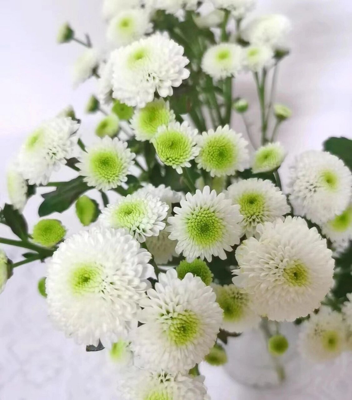 科隆香水小菊|花语:永远快乐 花心位置呈淡绿色,完全开放后花朵呈半球