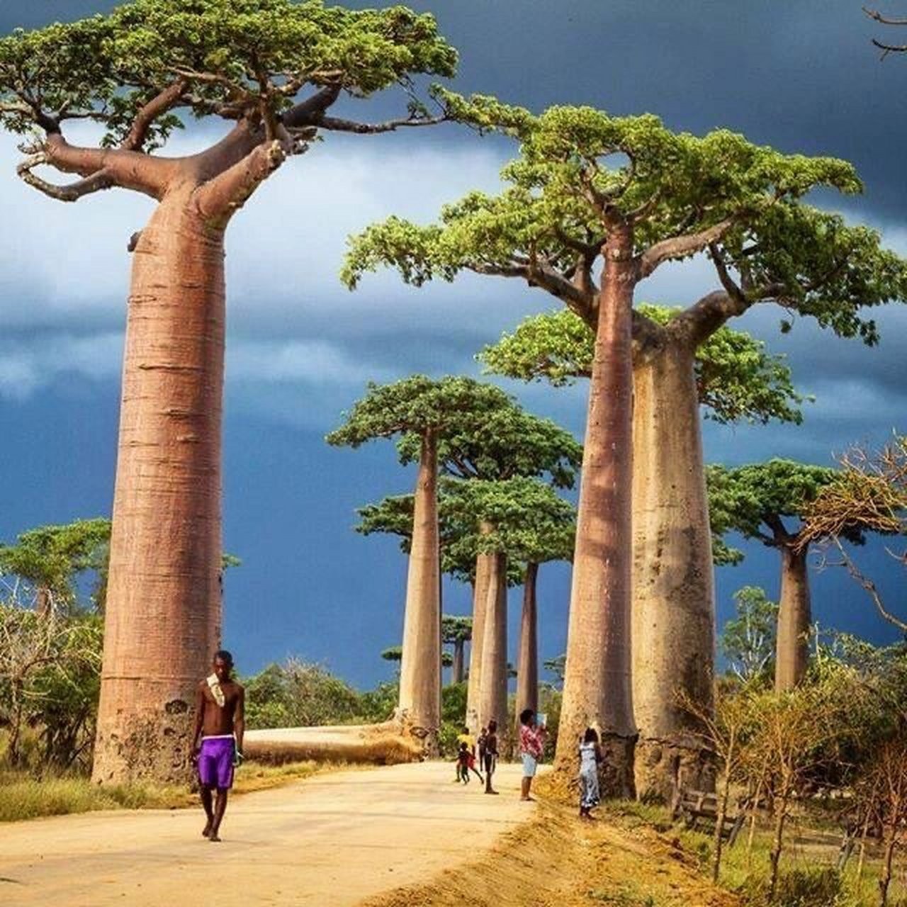 古老而又奇特的"生命之树":猴面包树 非洲大地的守护者.