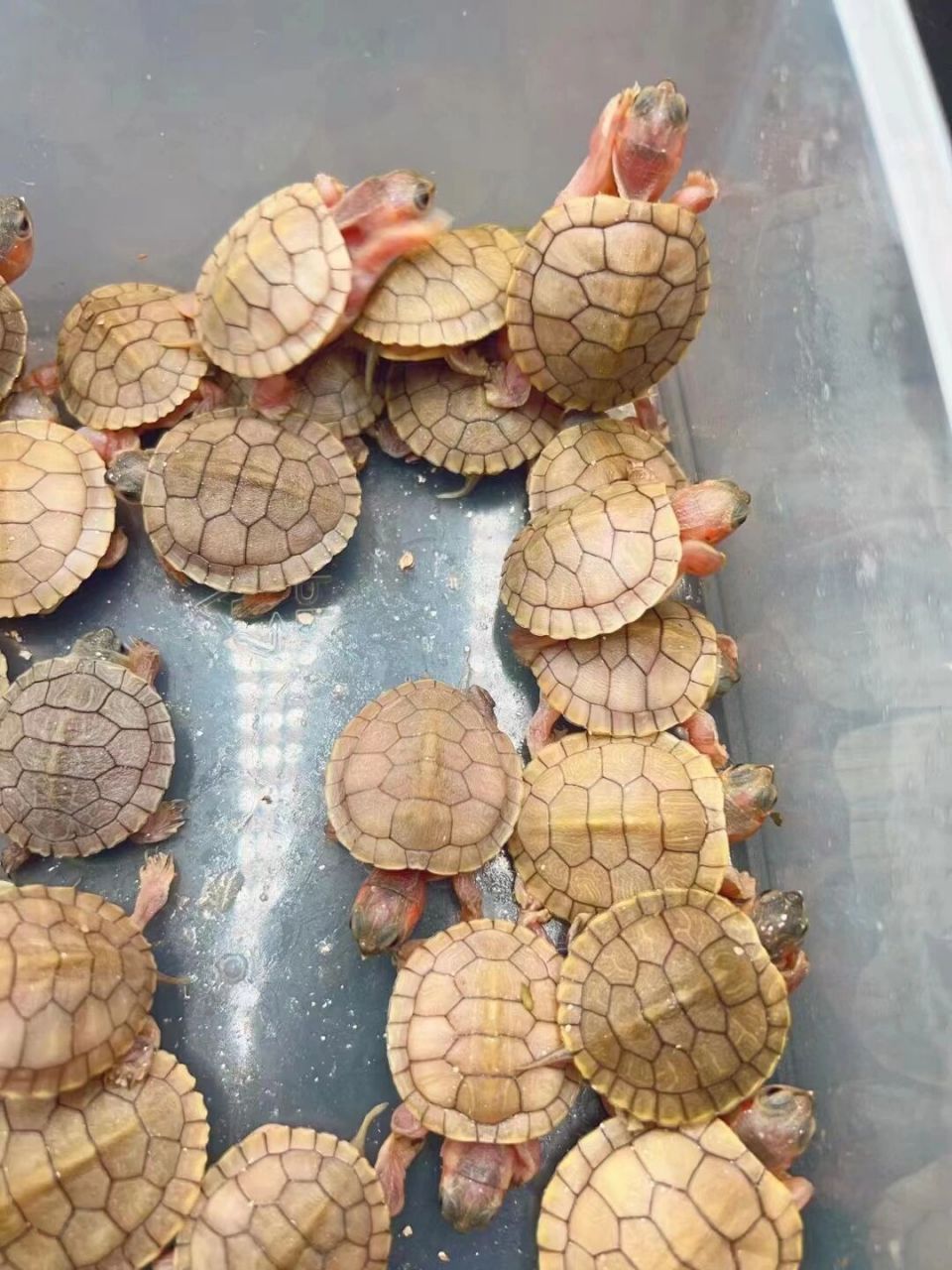 变异巴西龟,黄金果冻品种刚出生的干苗未下水