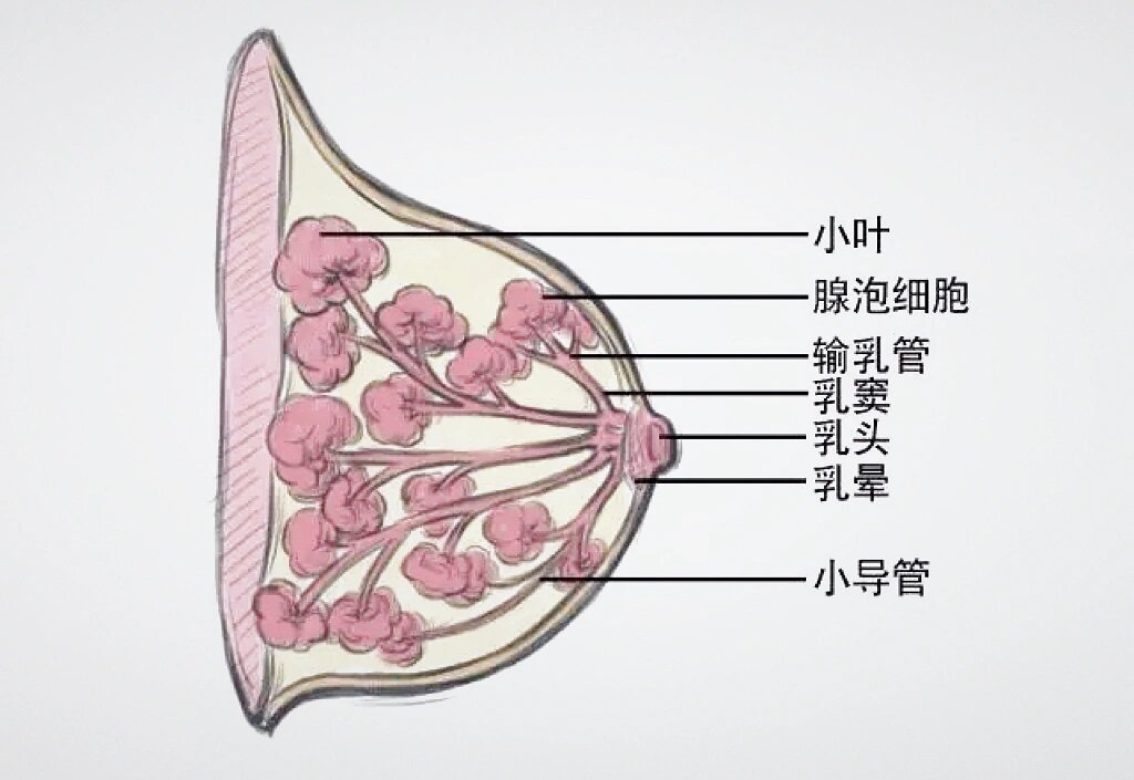 乳房的结构和保养 乳房分为外部结构和内部结构 🔵外部结构 乳头