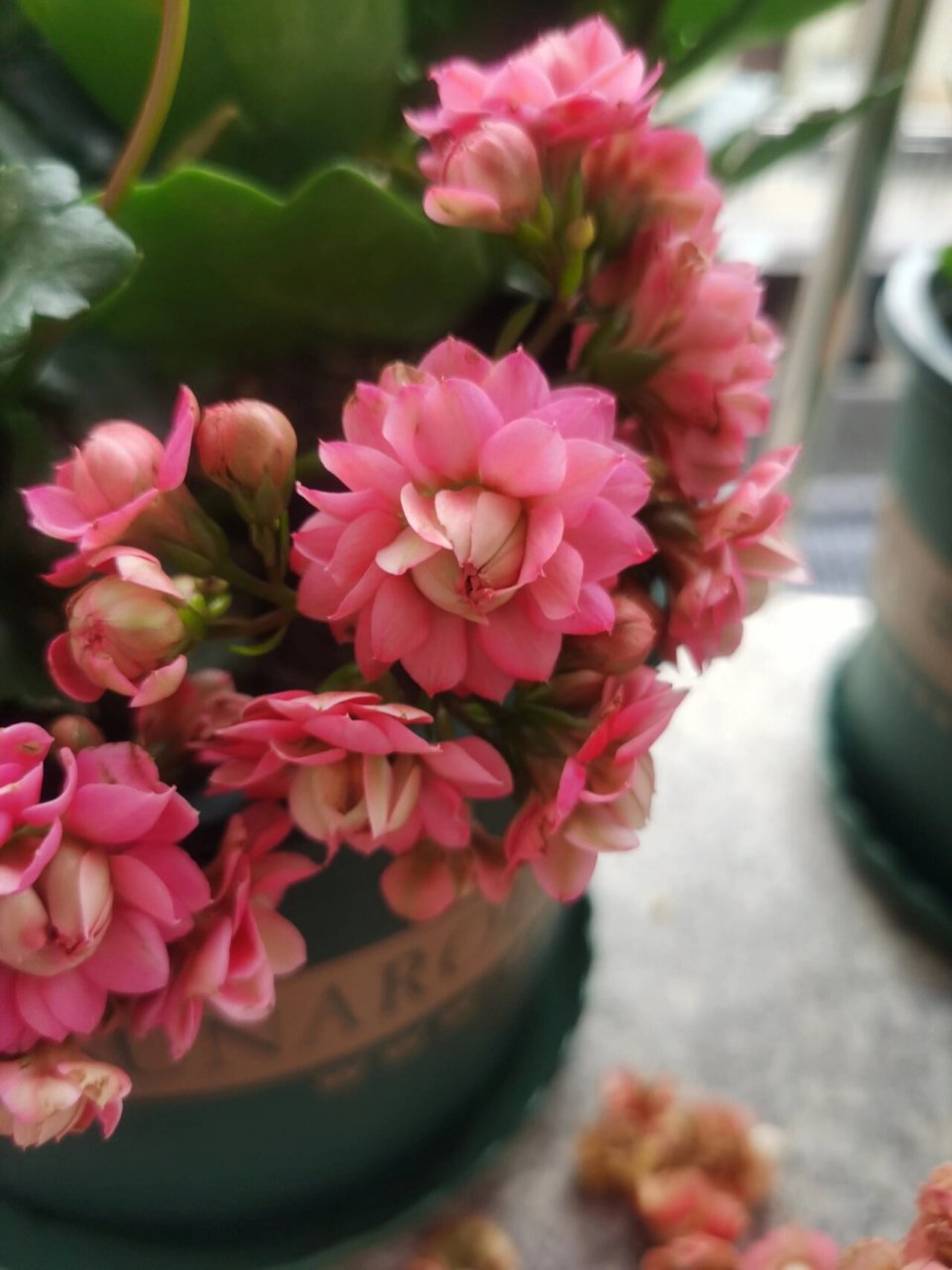 长寿花之马德里,惊艳,两个超大花 #我的养花日常# #养花日记# #长寿花