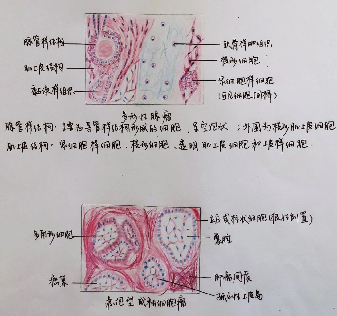 成牙本质细胞突图片