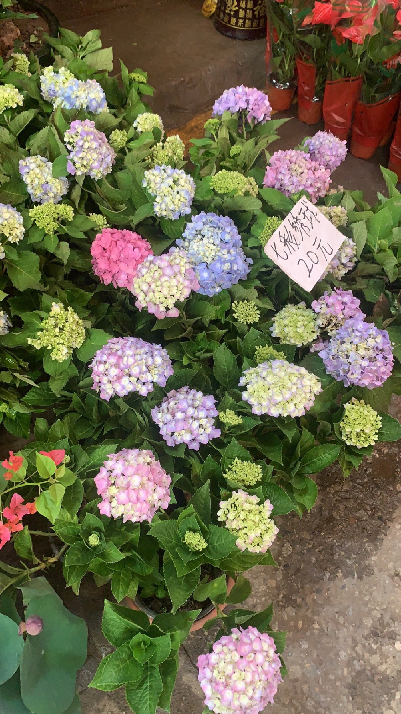 26日广州最大花卉市场更新 这是广州最大的花卉市场,位于广州滘口,有