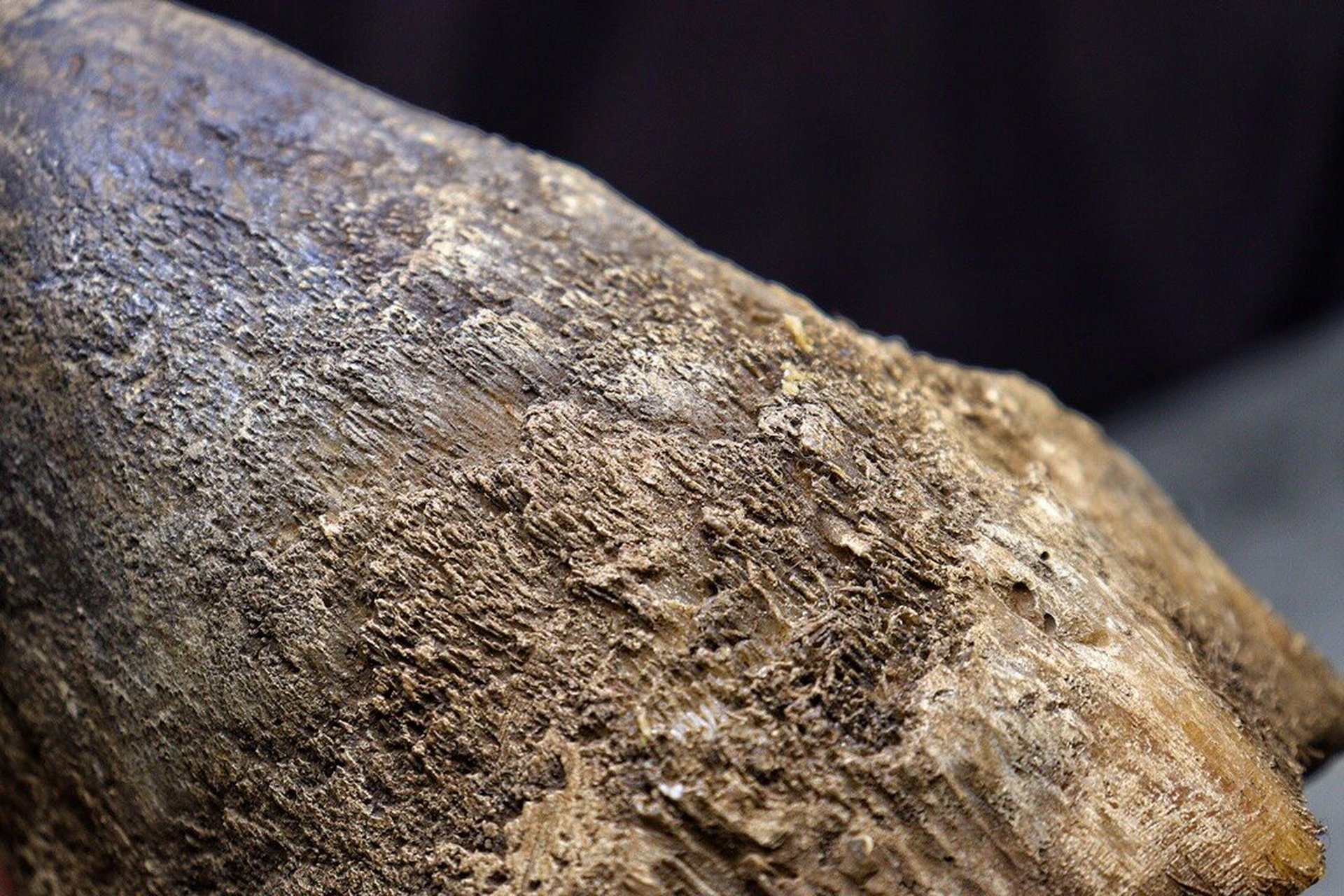 披毛犀角完全合法的.