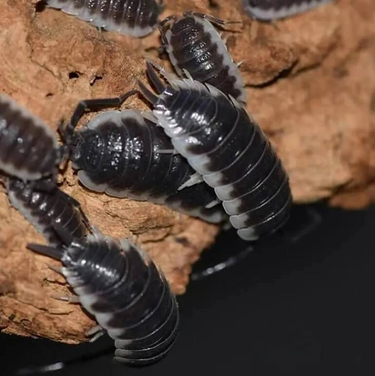 彻底消灭潮虫的方法有哪些 1,潮虫即鼠妇也叫西瓜虫喜欢潮湿的环境