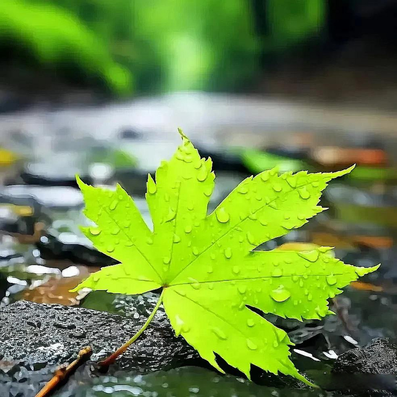 夏日的阳光普照,万物生长,绿意盎然.