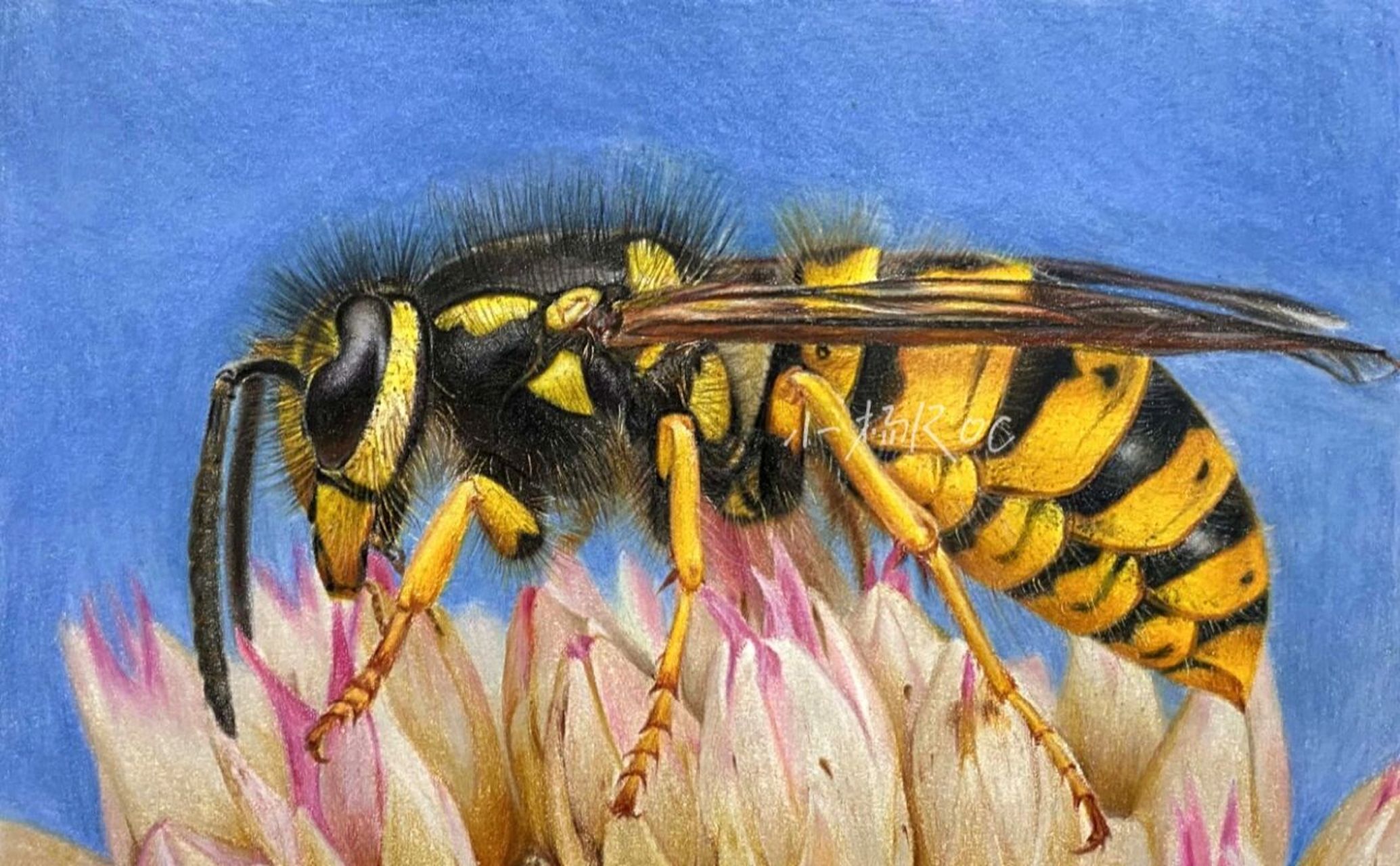 大黄蜂,彩铅手绘(步骤图) 绘画用的工具: 霹雳马132色油性彩铅,获多福
