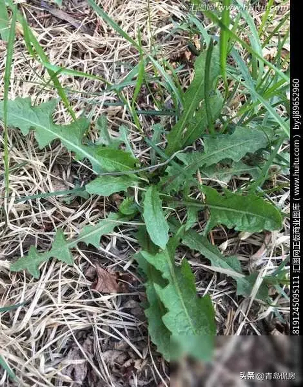 跟蒲公英很像的植物图片