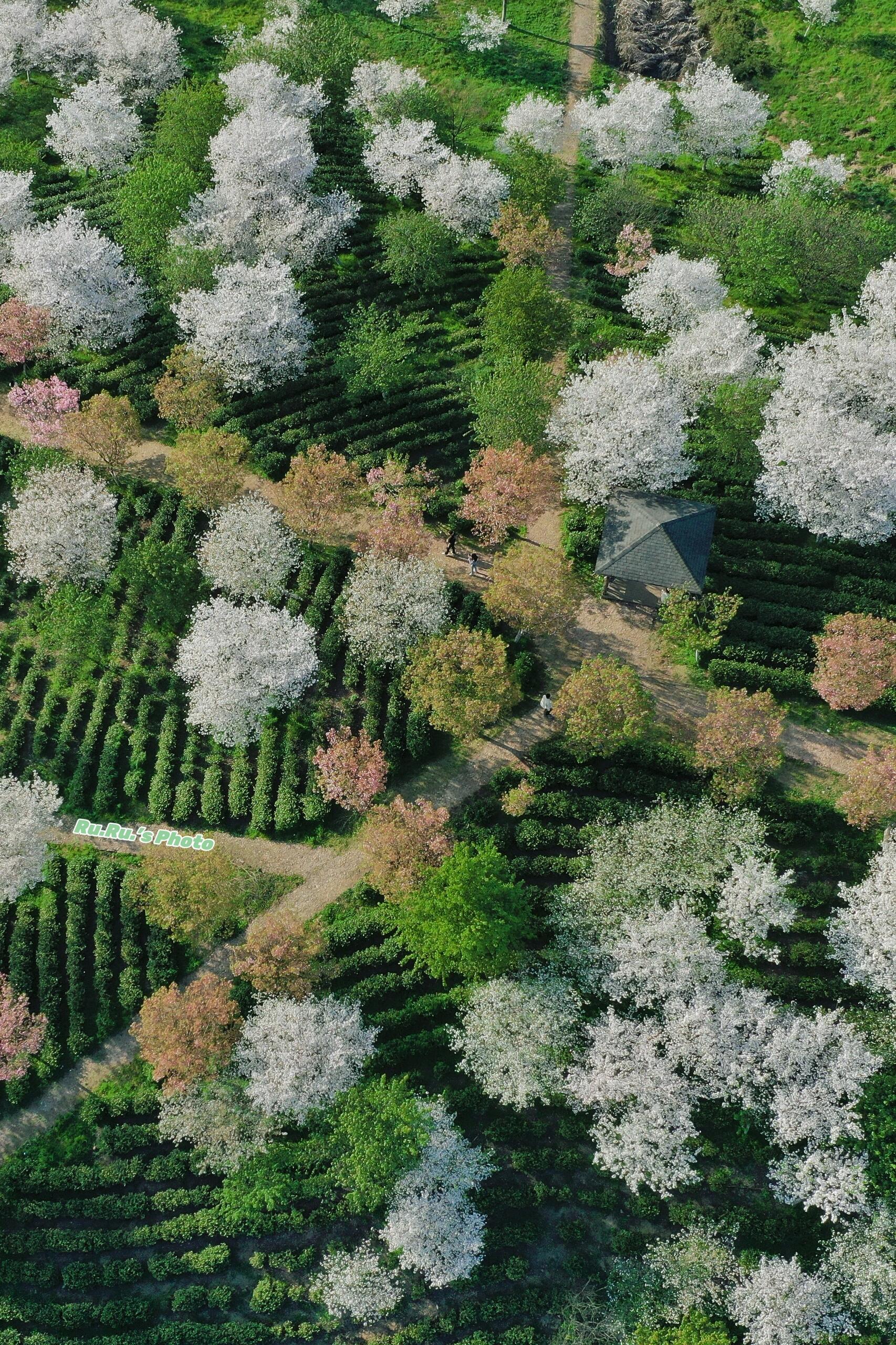 溧阳樱花|这里不是新疆,是我的快乐老家 溧阳的十思园 门票免费 停车