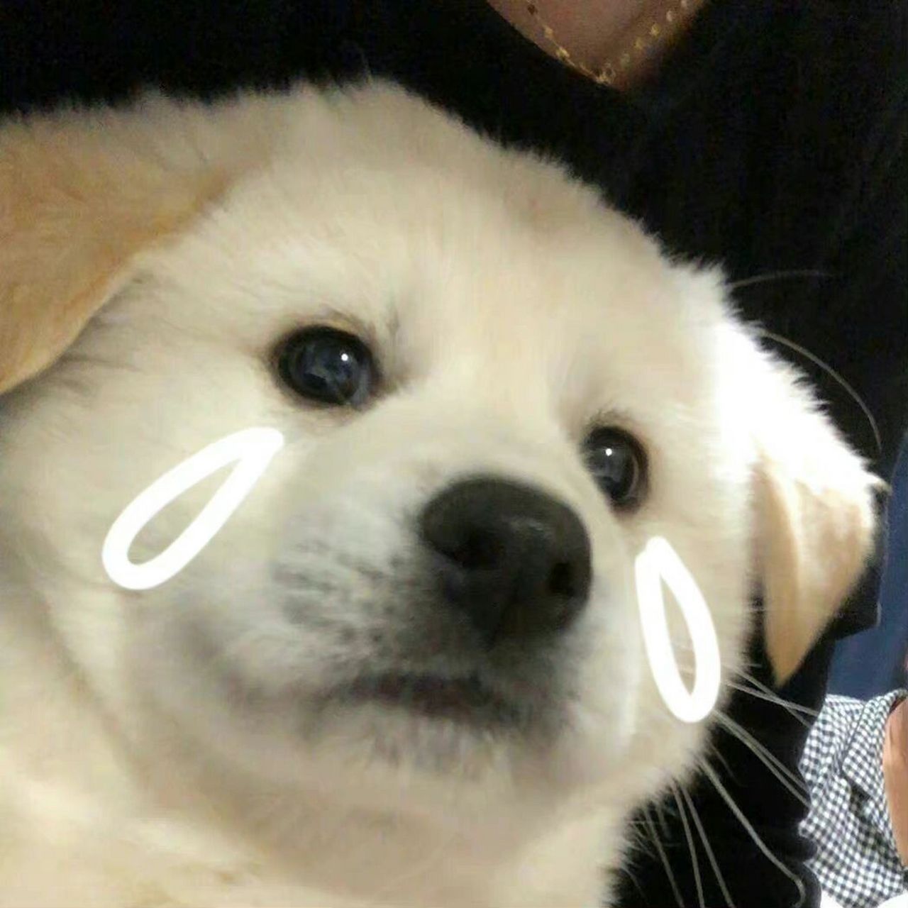 哭泣小狗98头像 小狗,请不要伤心90