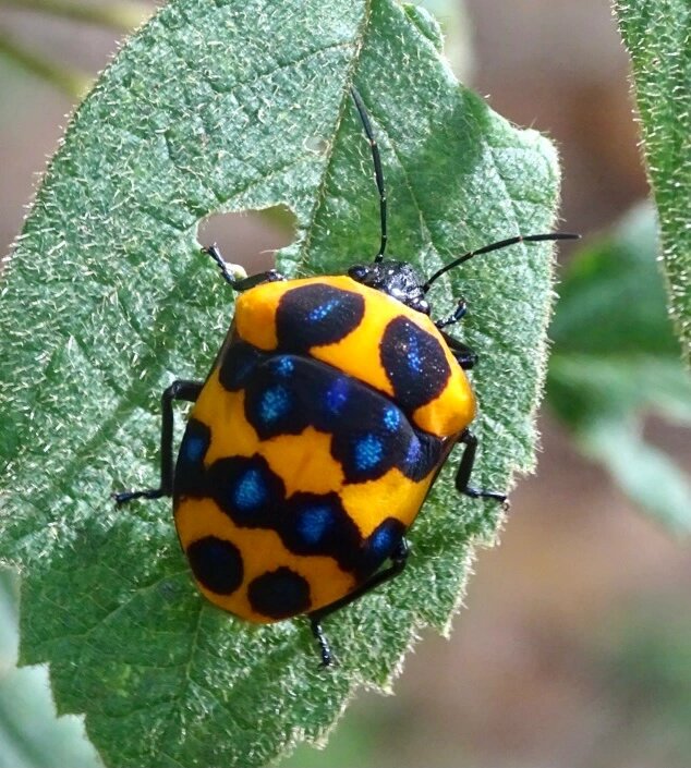 蝽的世界也是多姿多彩 桑宽盾蝽 poecilocoris druraei 最近又被蝽的