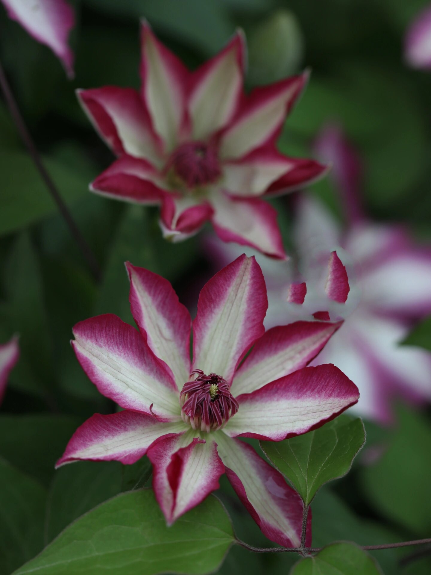 铁线莲:花边石竹