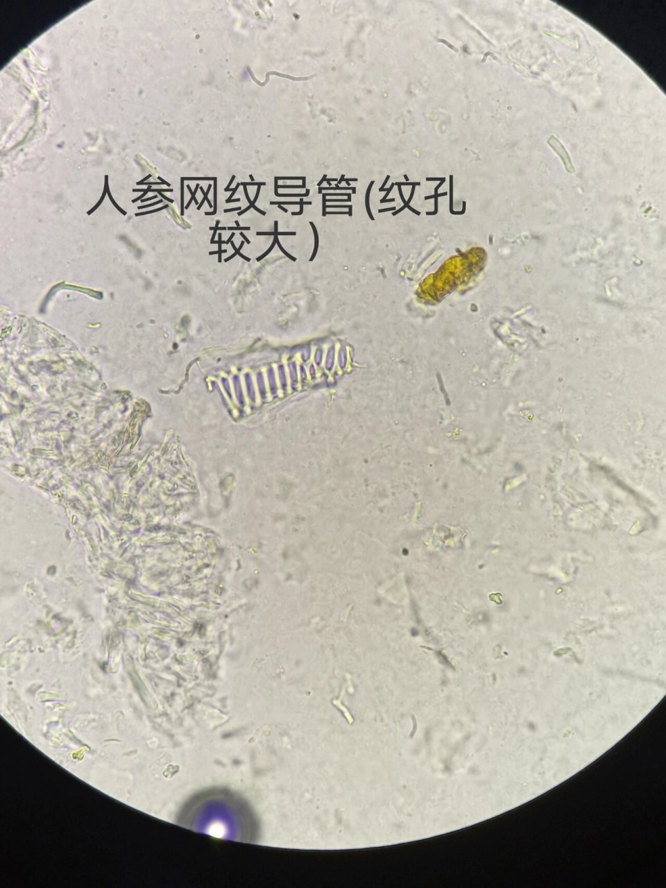 纹孔导管手绘图图片