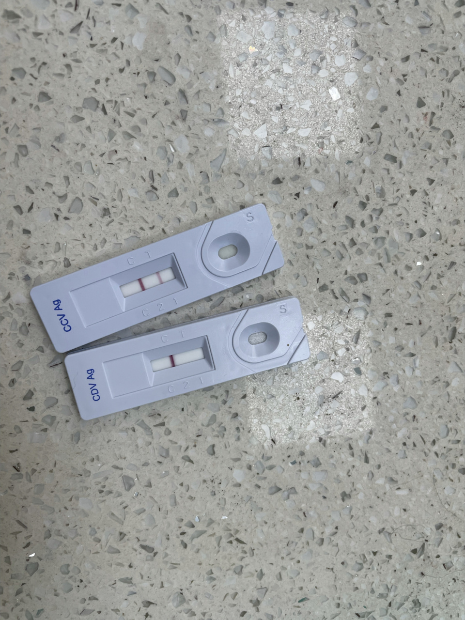 记录|犬冠状治疗及反思 整个过程小狗都精神良好,食欲正常让我感到