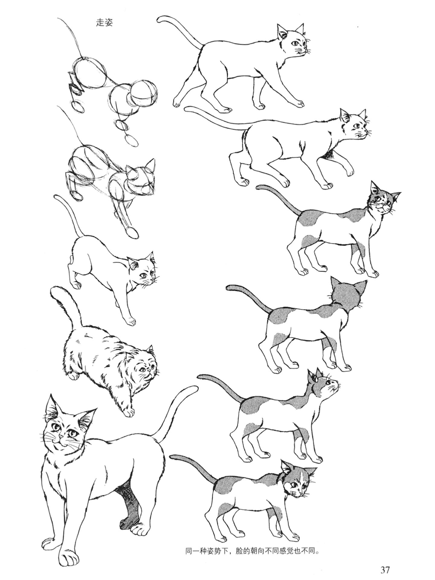 100种猫咪动作姿势及动画分解参考|收藏临摹