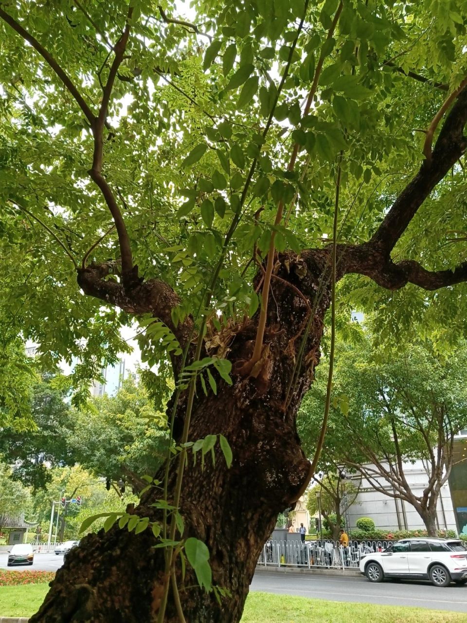 广州越秀:海南黄花梨树 越秀区正南路,短短500米,路边不知何时栽的16