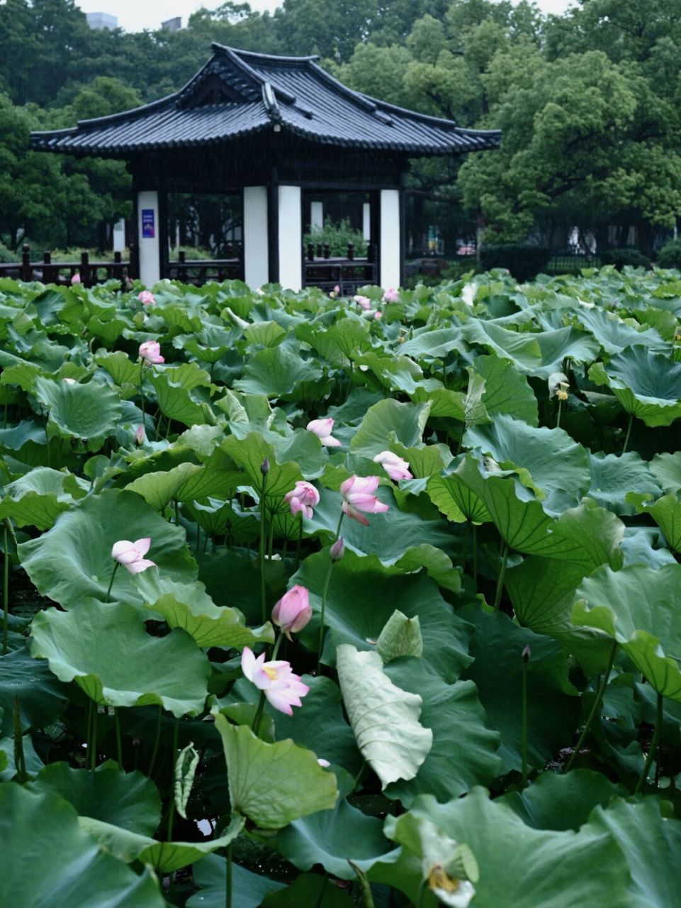 湖州 | 小城夏天,雨后赏荷也太有味道啦 飞英公园的荷花开得太好啦 去
