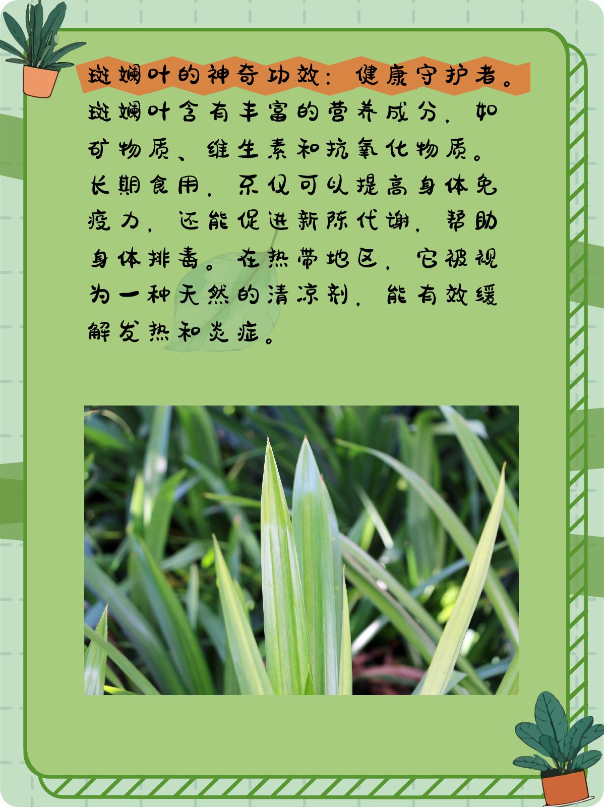 斑斓叶:自然界的神奇魔法.@小企的植物小贴士的动态