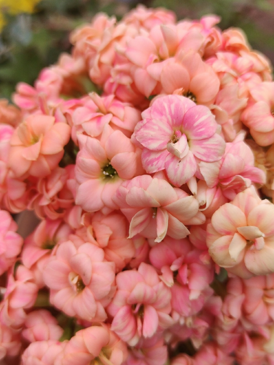 长寿花 品种:美人鱼 色彩多变,再次吹爆!