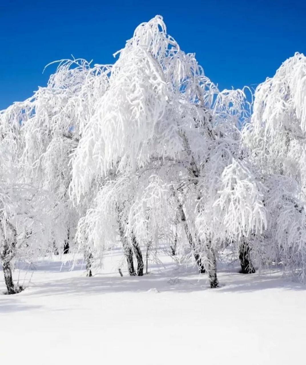 冬天雪景图片景色大图图片