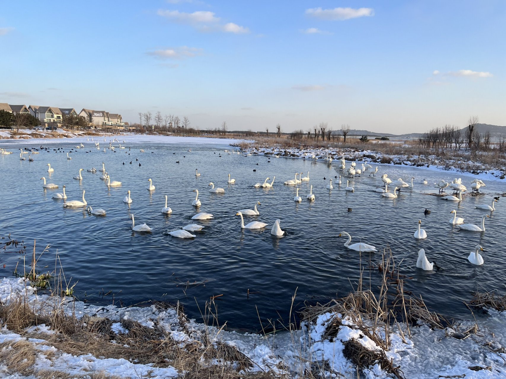 去荣成看天鹅你需要知道的 荣成天鹅湖位于荣成市成山镇,距离威海一个