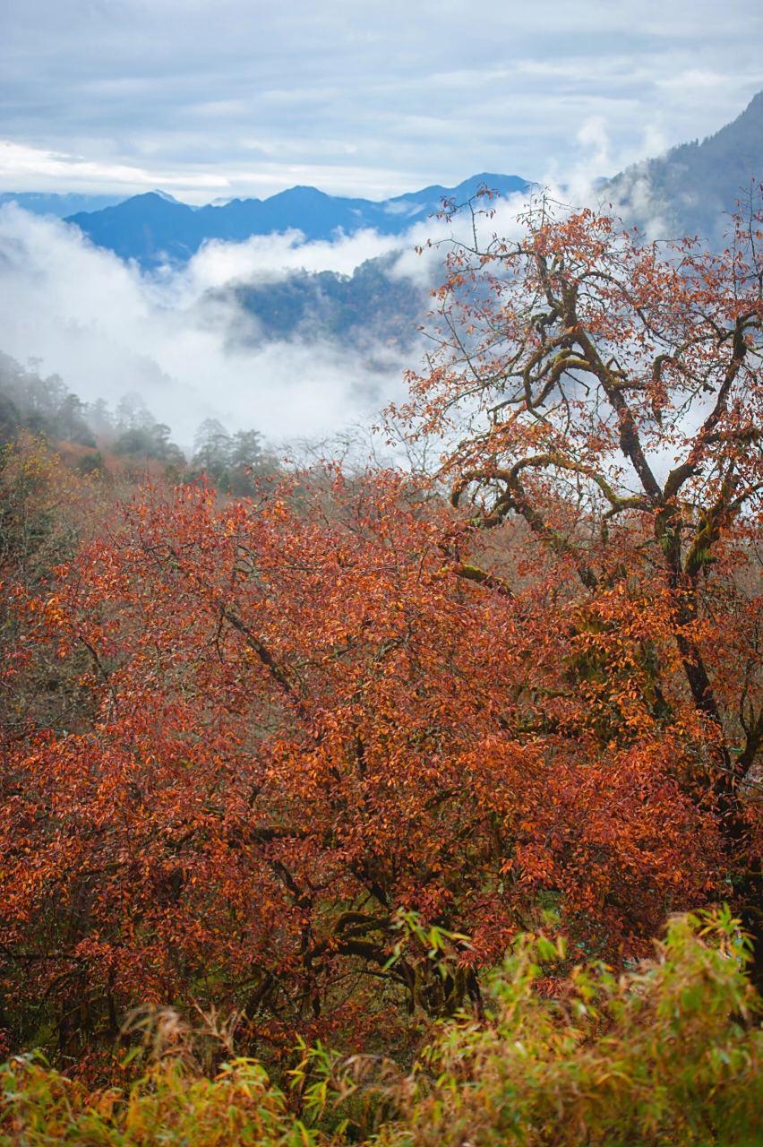 喇叭河秋色2 地点:四川省雅安市天全县二郎山喇叭河景区 拍摄时间