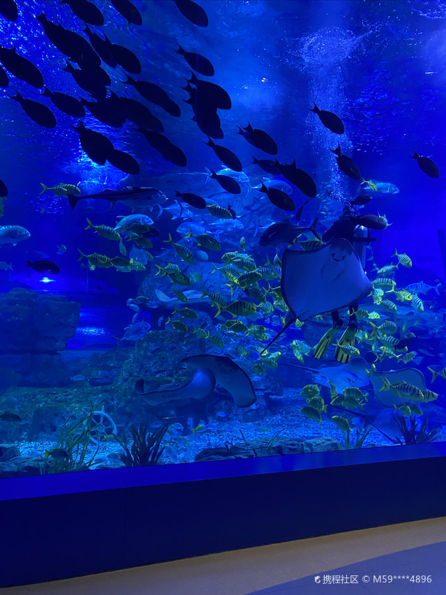 海洋馆真的超赞,值得一玩