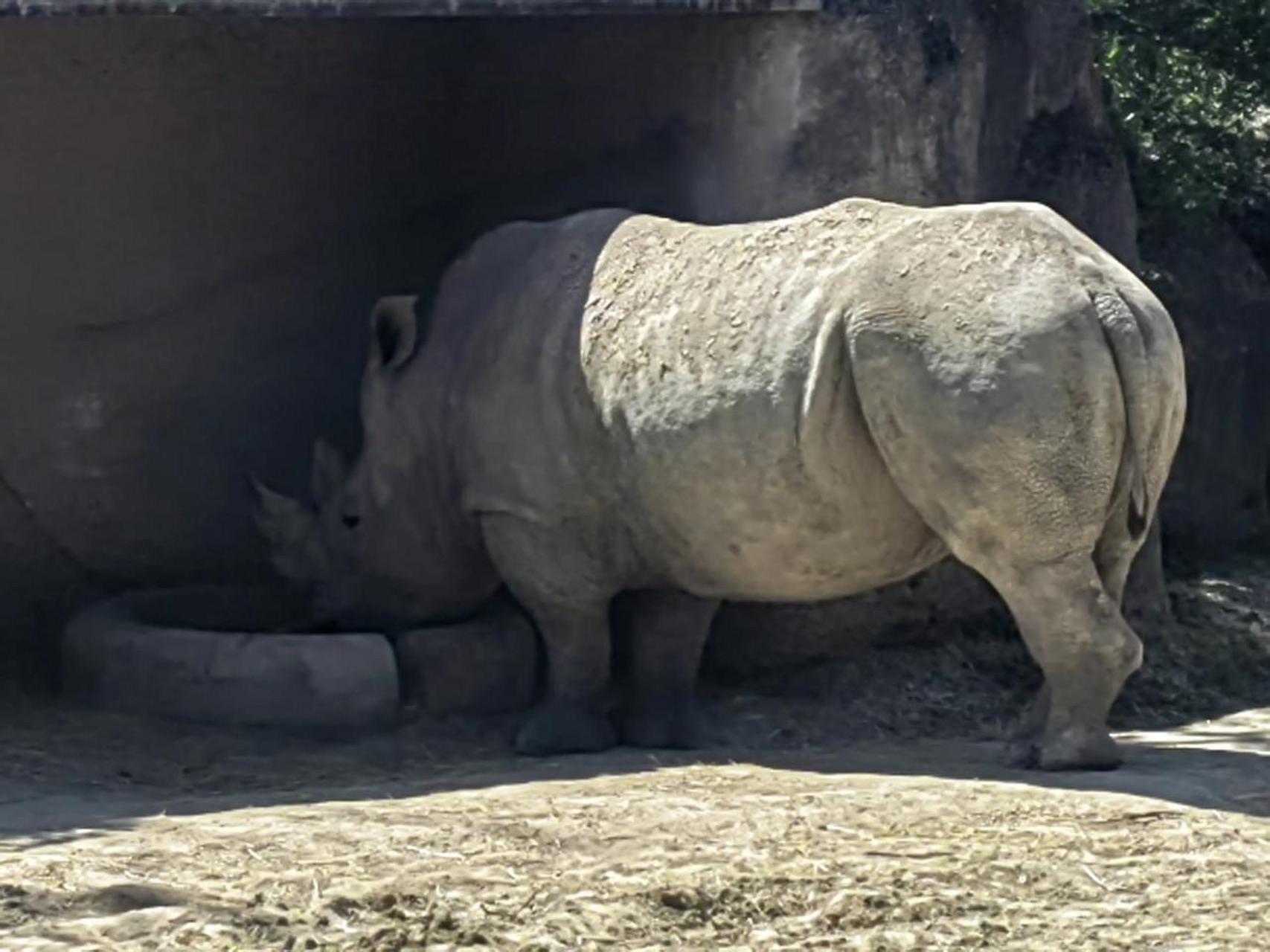 逛逛巴黎的动物园 巴黎动物园位于巴黎市郊,靠近文森森林附近,但是