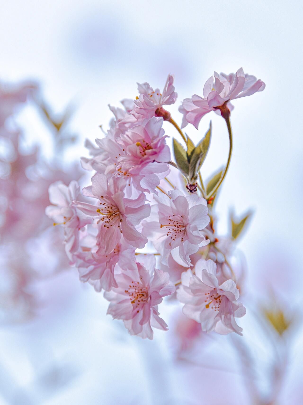 樱花 | 垂枝樱花  去年在李村公园偶然拍到这么一棵, 便深深的喜欢上