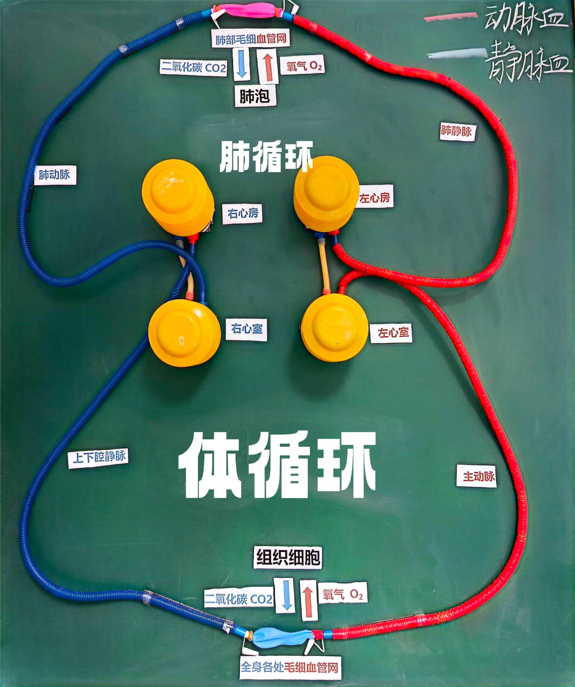 气泵式血液循环模型20版 加了标签纸(标签纸也是贴了磁贴),更清晰