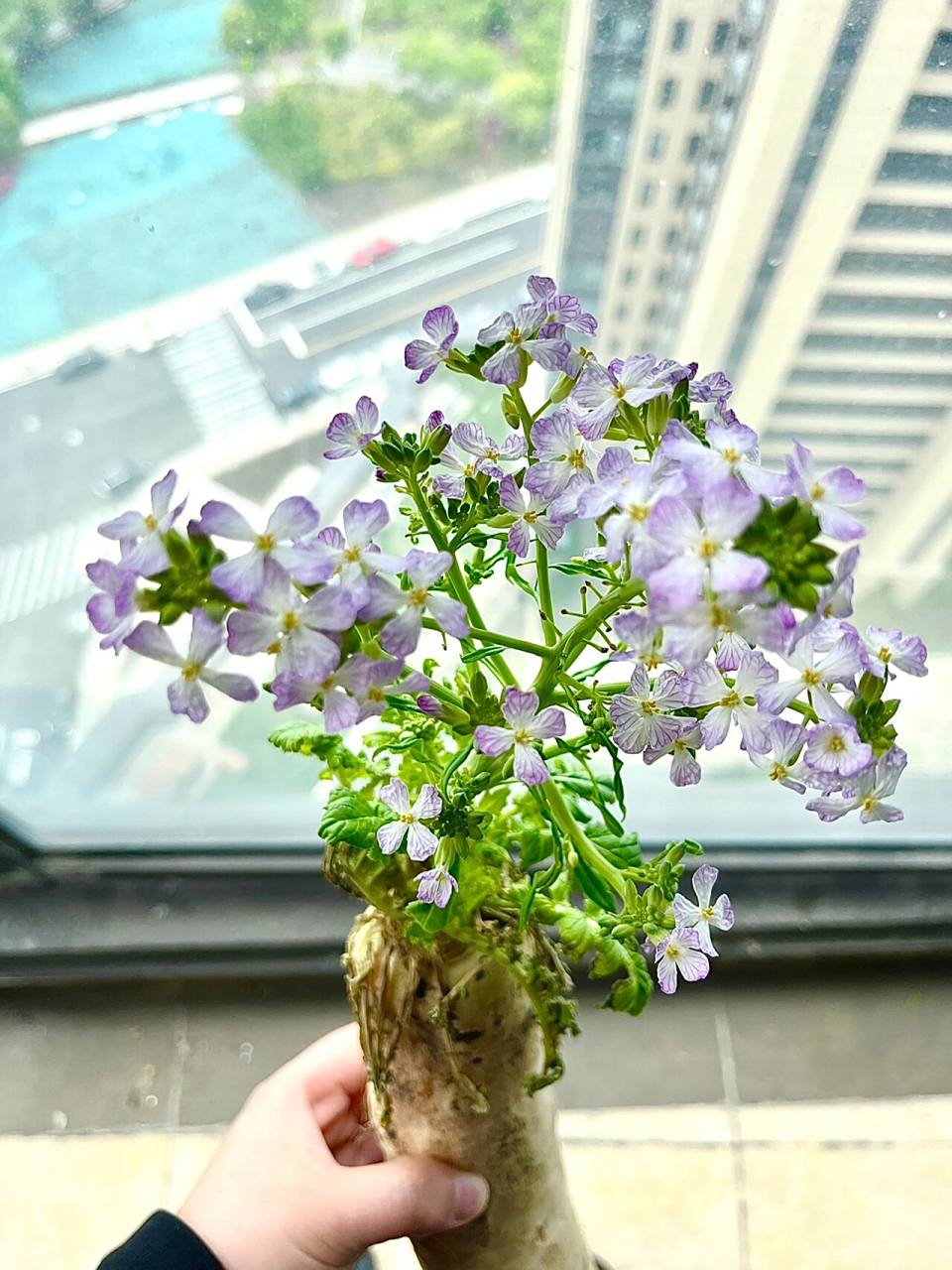 白萝卜开花98原来是这个样子的