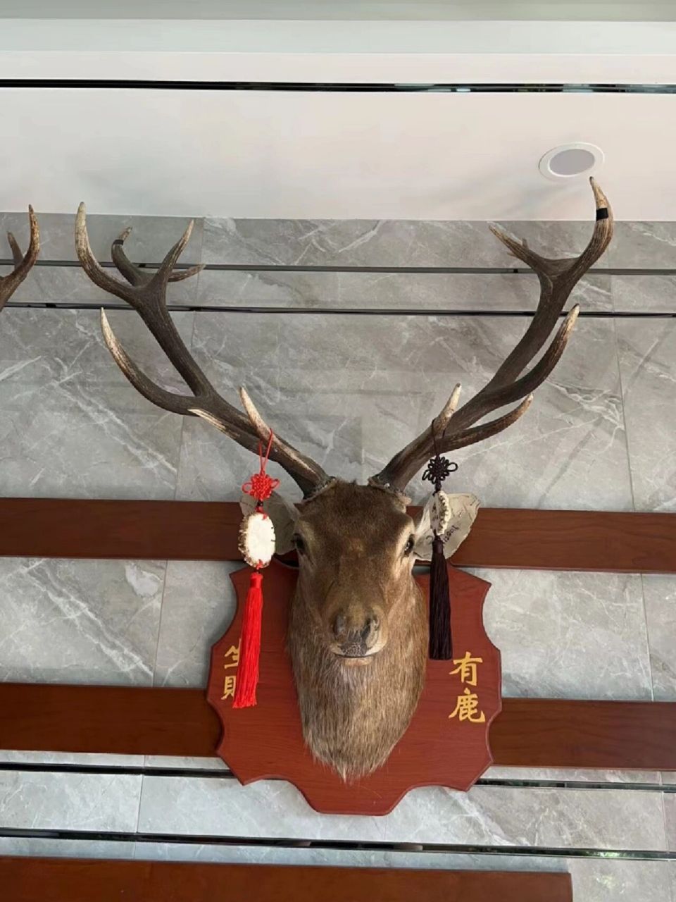 挂鹿头意味着什么? 挂鹿头什么意思呢?