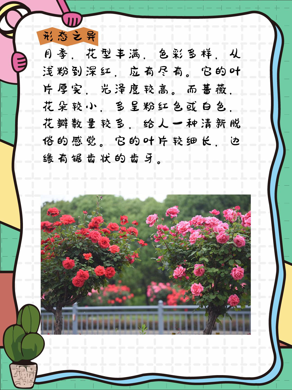 月季和蔷薇的区别