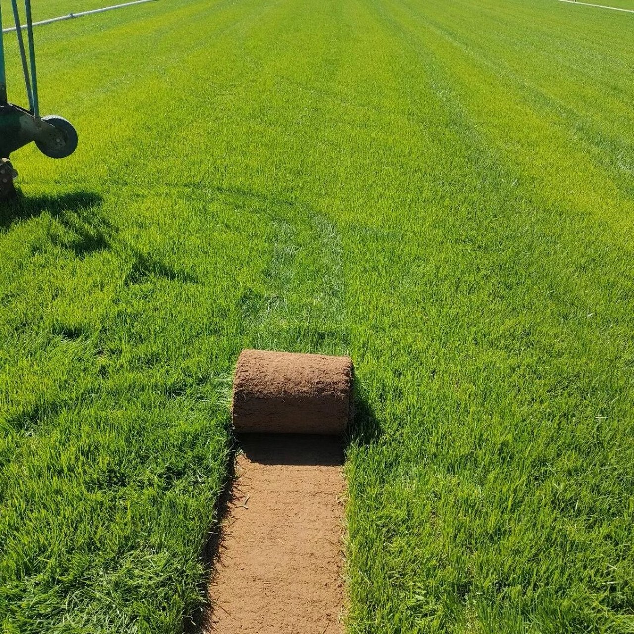 北京本地草坪,高羊茅早熟禾混播(耐寒) 草坪北方以混播草为标准,早熟
