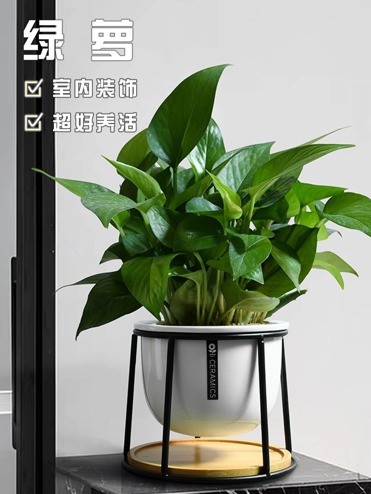 新手必看6015超好养的6种室内绿植推荐